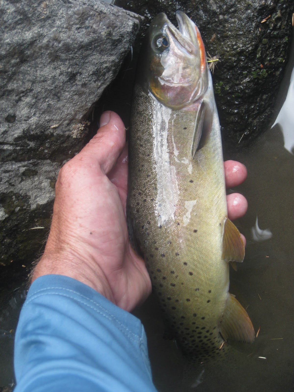 SOUTHWEST ANGLER: CACHE CREEK/HELLROARING CREEK--YNP