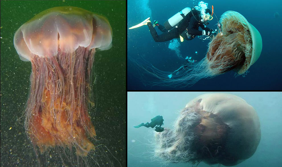 Biological Freak 海中水母大爆發(Jellyfish Explosion)！ 10112018