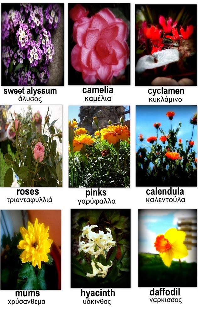 find a way by jwp choosing flowers for a bloomed winter garden and