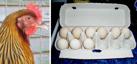 Bruine Dorking kippen leggen witte eieren