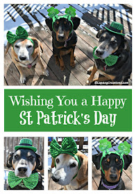 3 rescued dogs dressed up for st patricks day