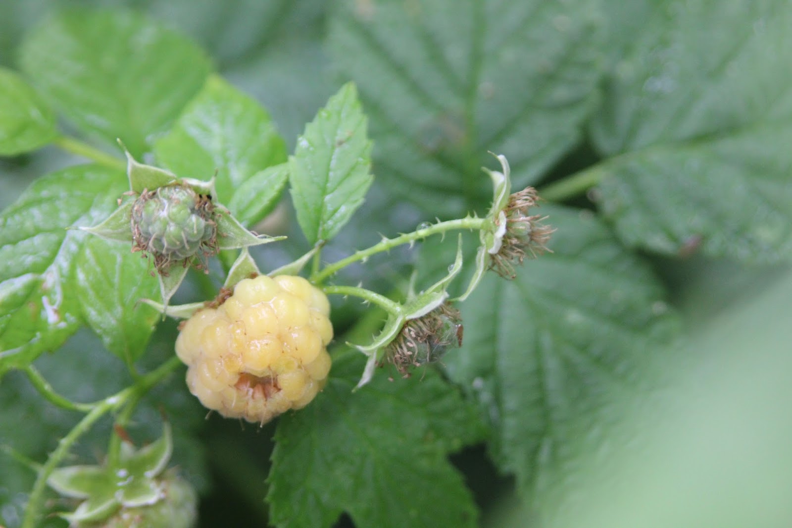 Mudflower Golden Raspberry plants in Australia