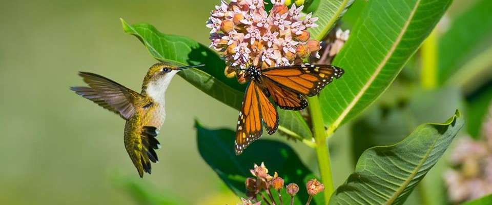 Colorado mountain gardener what are pollinators and why do we need 