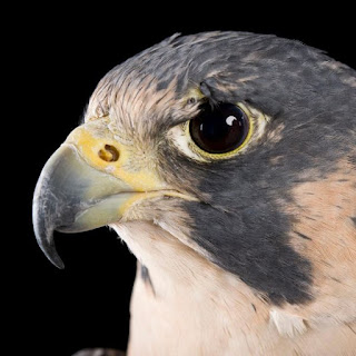 Bobby Corridor - Fly Like A Falcon, Strong Like A Stallion