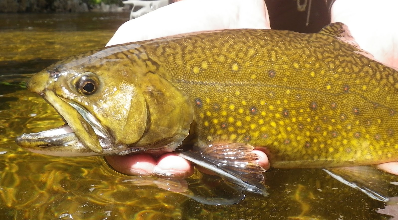 First Cast Fly Fishing Fly Fishing Lessons in New Hampshire The Swift