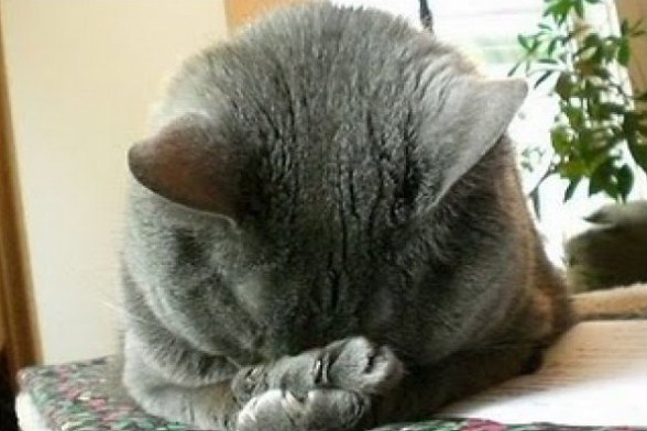 facepalm-cat.jpg