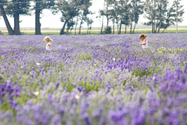 Young Living Lavender Farm