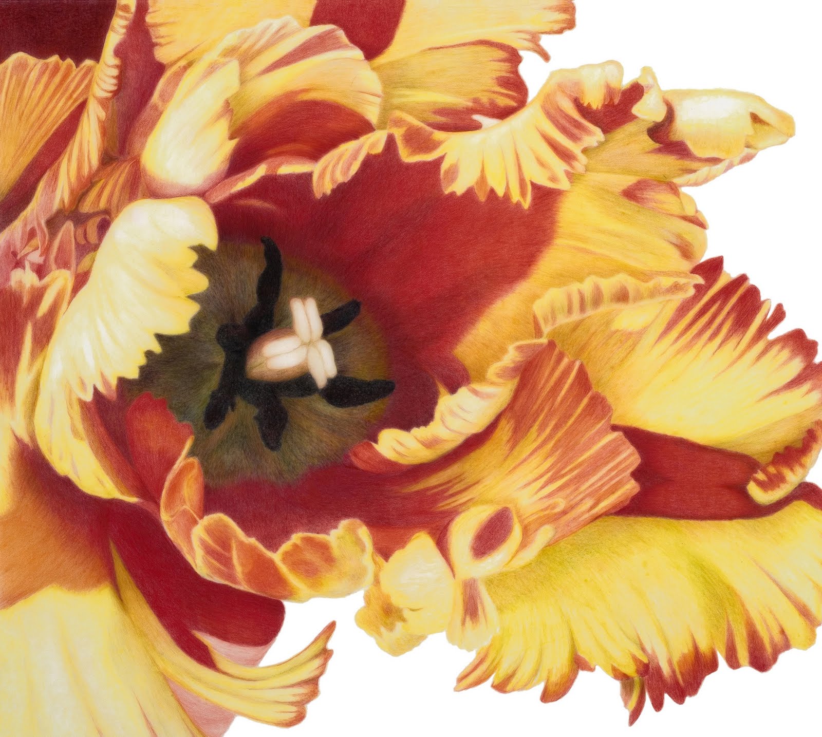 Rocky Mountain Society of Botanical Artists Picturing Botanical Art