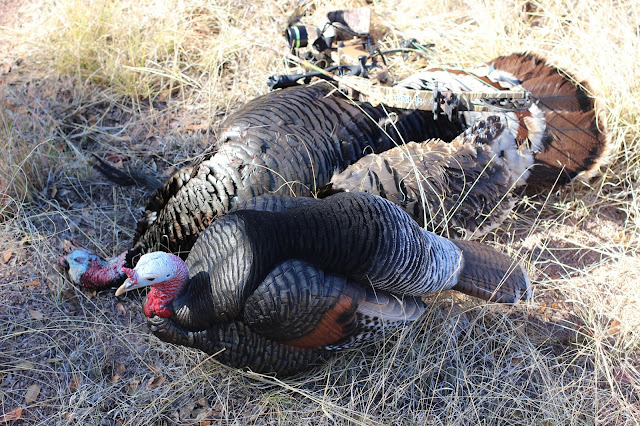 Goulds%2BTurkey%2BHunting%2Bwith%2BAuction%2BTag%2Bin%2BArizona%2Bwith%2BJay%2BScott%2BOutdoors%2Bof%2BColburn%2Band%2BScott%2BOutfitters%2B5.JPG