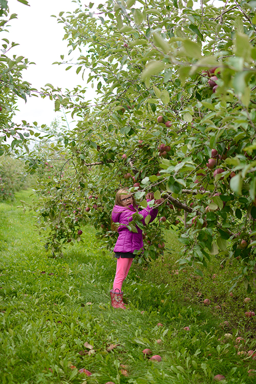 Fall Bucket List: Apple Picking | My Darling Days Fall Bucket List: Apple Picking | My Darling Days