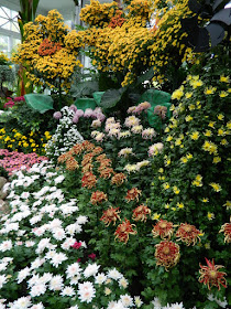 Massed mums on display at 2016 Allan Gardens Conservatory  Fall Chrysanthemum Show by garden muses-not another Toronto gardening blog