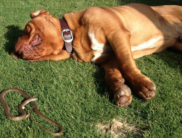 Tvunget Mathis Gymnast Protect Your Dog from Snake Bites | Australian Dog Lover