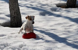 Thelma has Rambo's huuuuuge kong Thelma has Rambo's huuuuuge kong