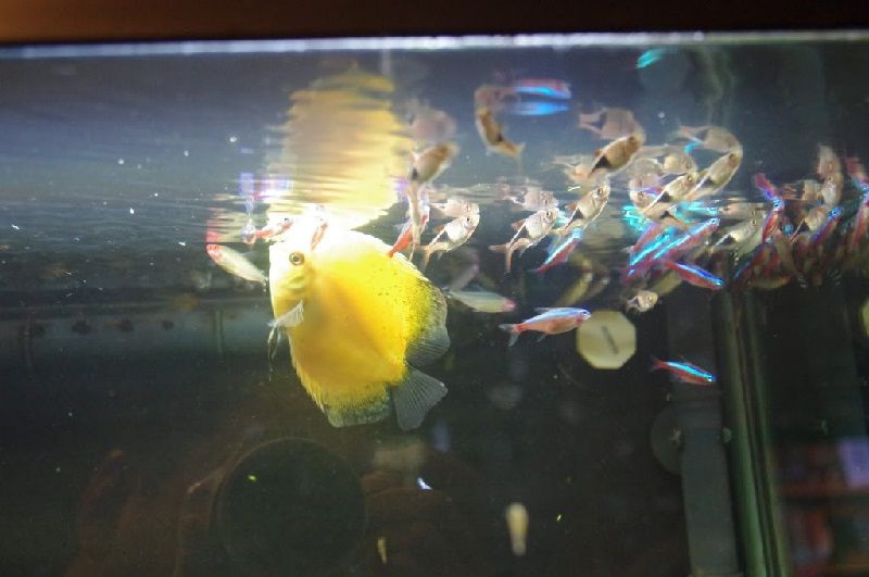 Ciri Ciri Ikan Hias sakit Atau Stres Gambar Ciri Ciri Ikan Hias sakit Atau Stres Ikan Hias Megap Megap Di Permukaan Air