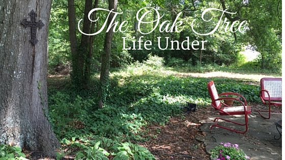 Life Under the Oak Tree