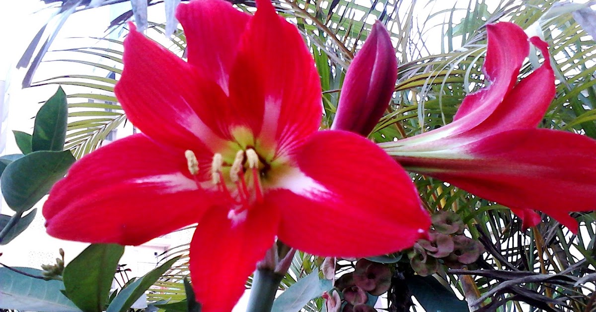 Garden Care Simplified Seeds Exotic Rare Plants Bulbs for Sale