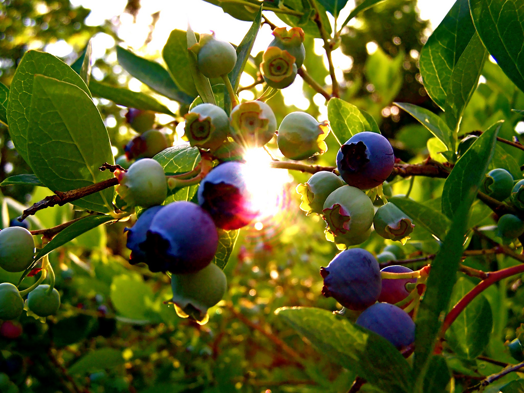 Hudson Valley Resort & Spa The Surprising History of Blueberries in