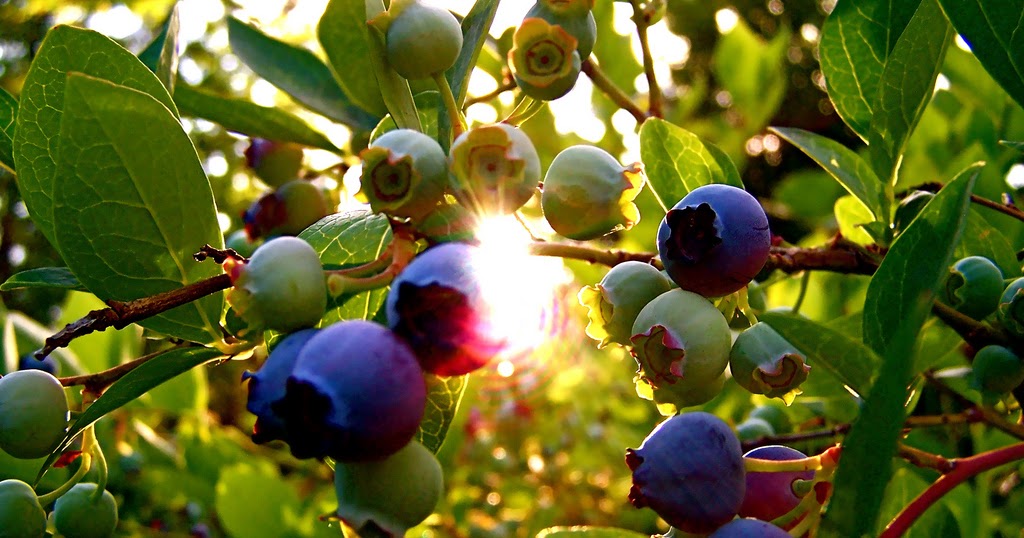 Hudson Valley Resort & Spa The Surprising History of Blueberries in