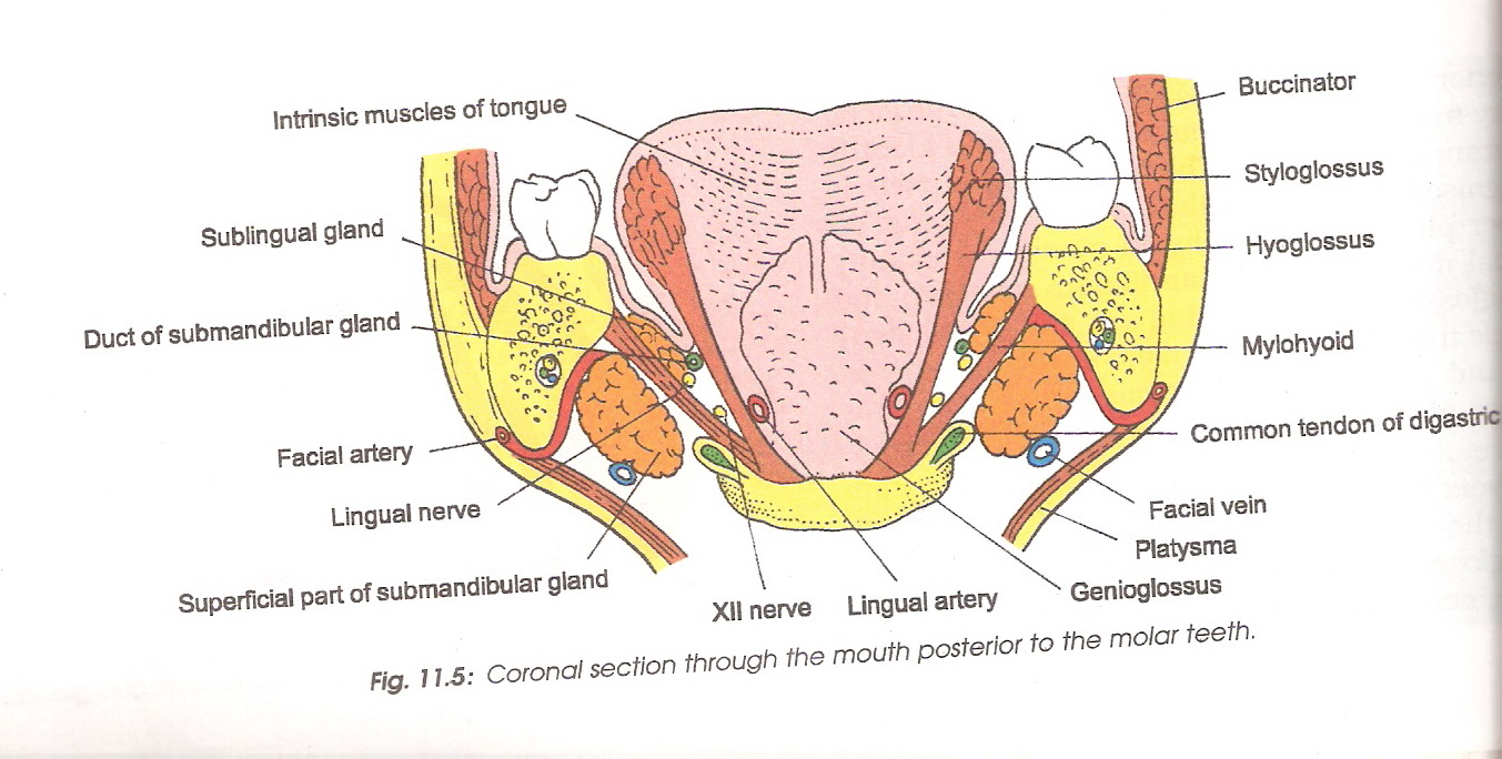 Floor Of Mouth Anatomy 120