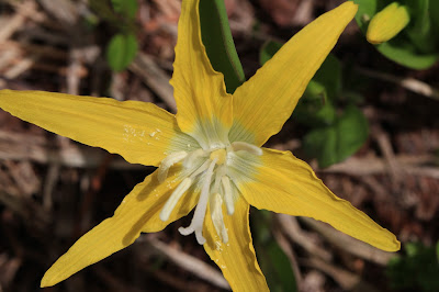 Glacier Lily Full Flower