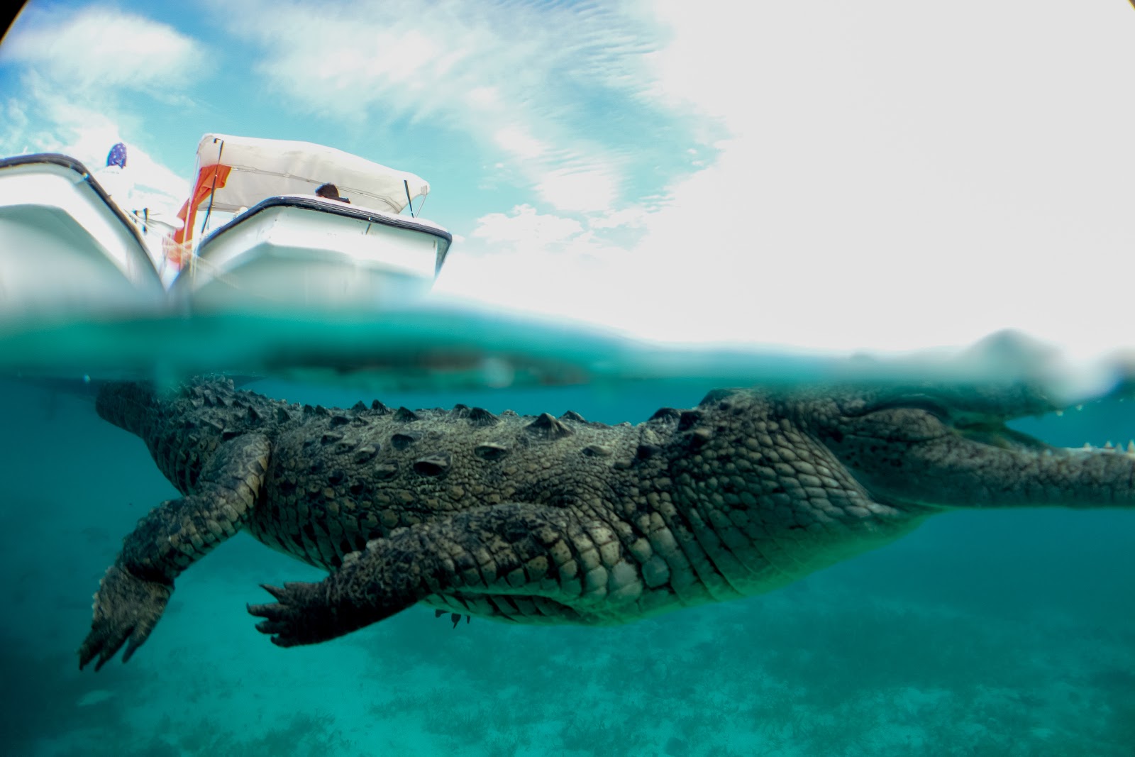 Cuba Why not diving with crocodiles? Sven's Travel Venues
