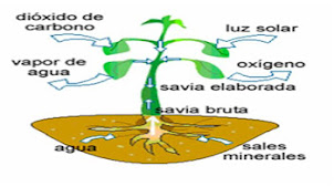proceso de la fotosintesis