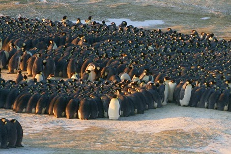 The Pertinent Penguin: Traffic jams lend insight into emperor penguin