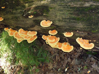 Chicken of the Woods on a log