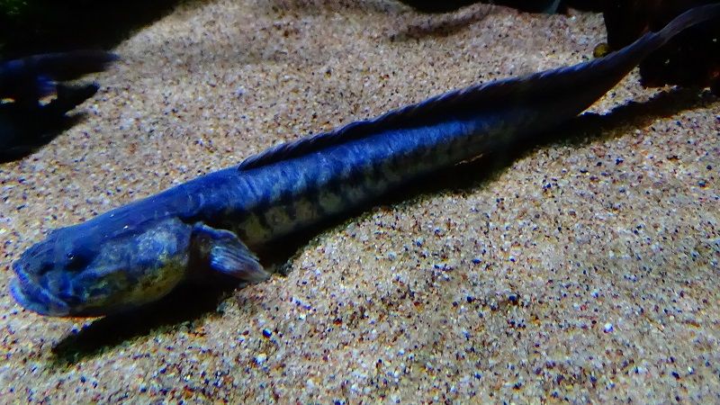 Gambar Ikan Hias Air Payau-Violet goby atau Dragon goby