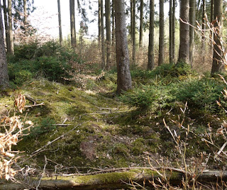 Bild 3: Grabhügel im Forstenrieder Park