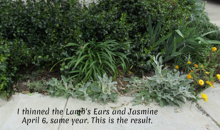 Lamb's Ears Next to Sidewalk,April 6, 2017. © B. Radisavljevic Irises Fading, Lamb's Ears Blooming, Chard and Kale Bolting