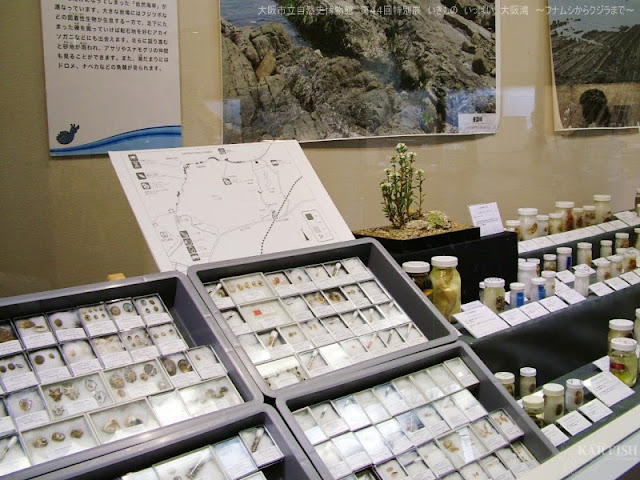 クジラ目:その正体、特徴、種類、例 -