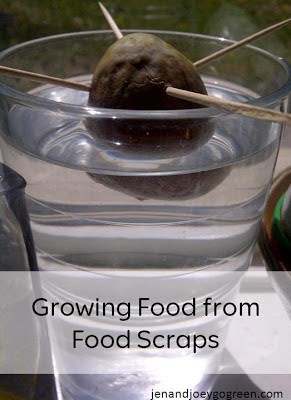 Go Green: Growing Food from Food Scraps
