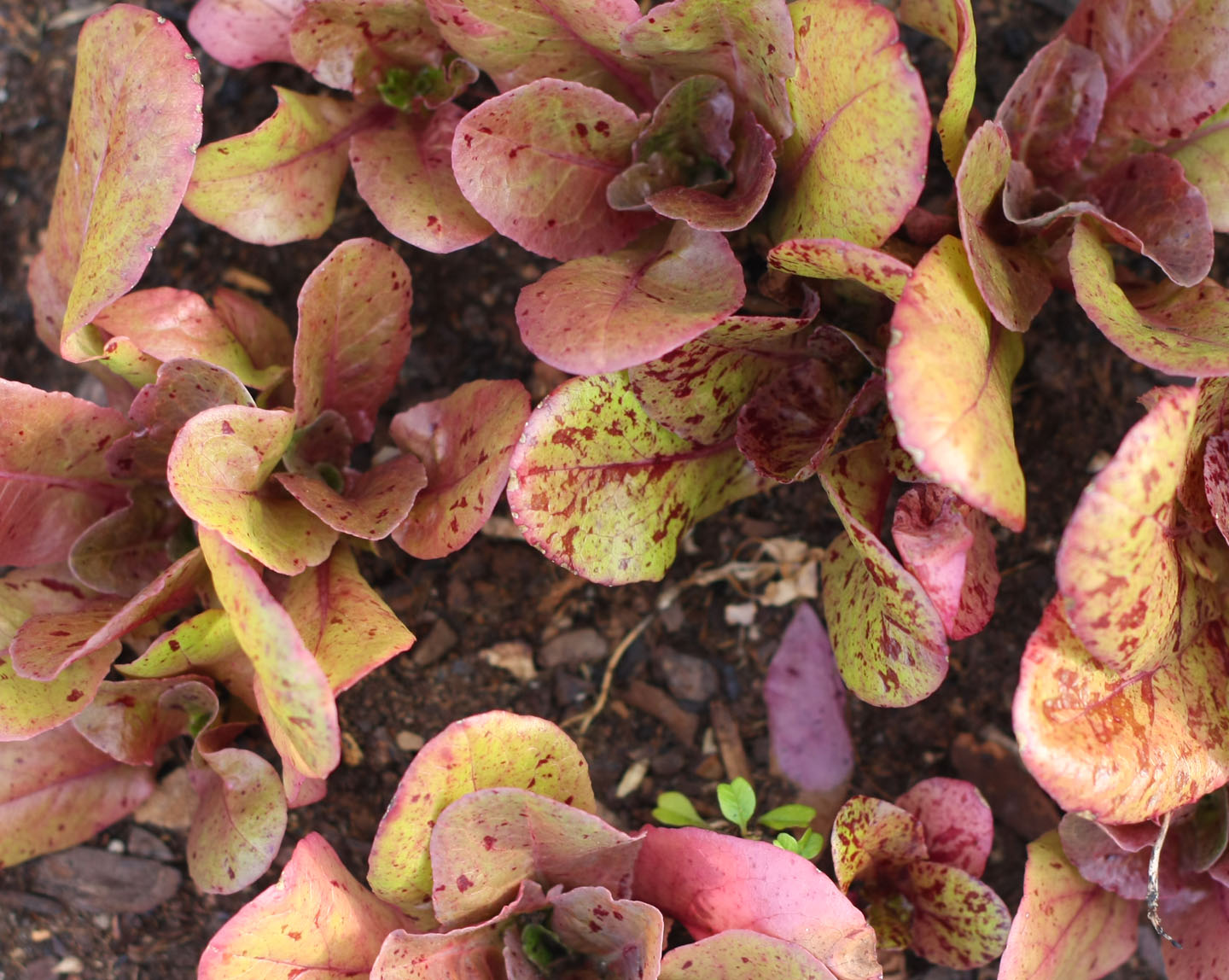 66 Square Feet (Plus) My lettuces turned red