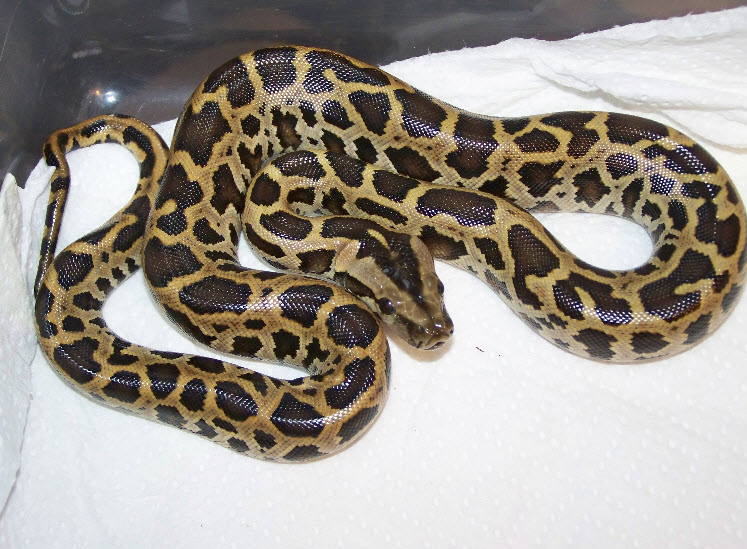 Animal You: Burmese Python