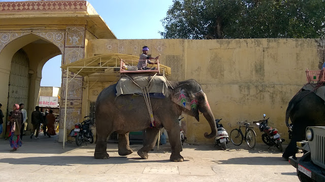 Jaipur Elephant, Rajasthan, India