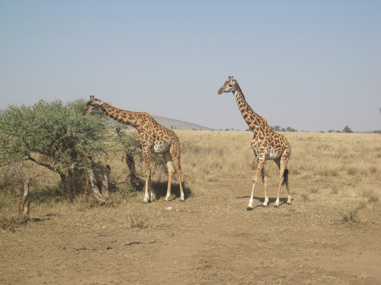 Giraffe-Safari