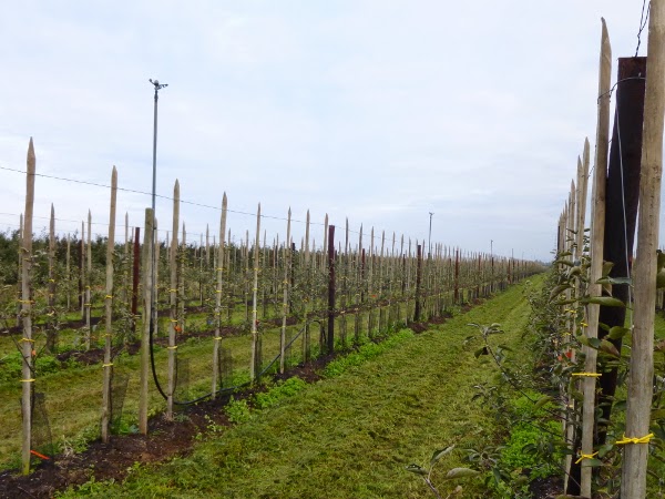 Obstplantage, Apfelbäume, Alte Land, Stade
