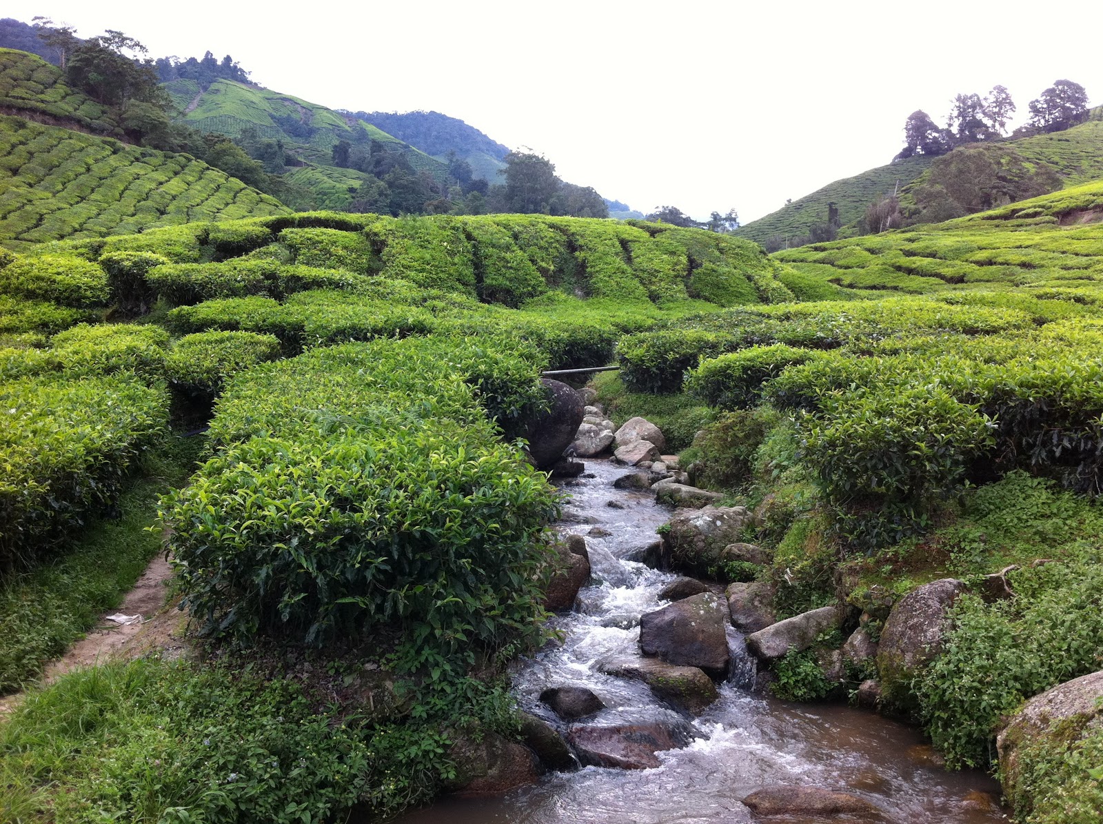 eAt fOOd dRiNk wAtEr: Ladang Teh Boh - Sungai Palas