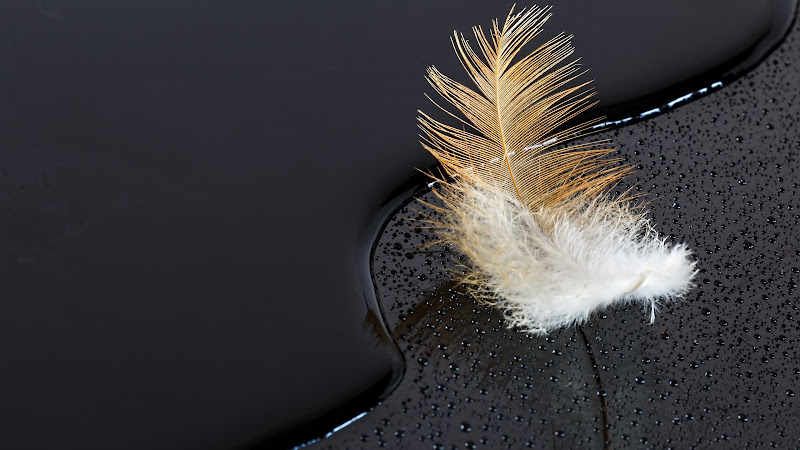 Feather on Water. Black Surface