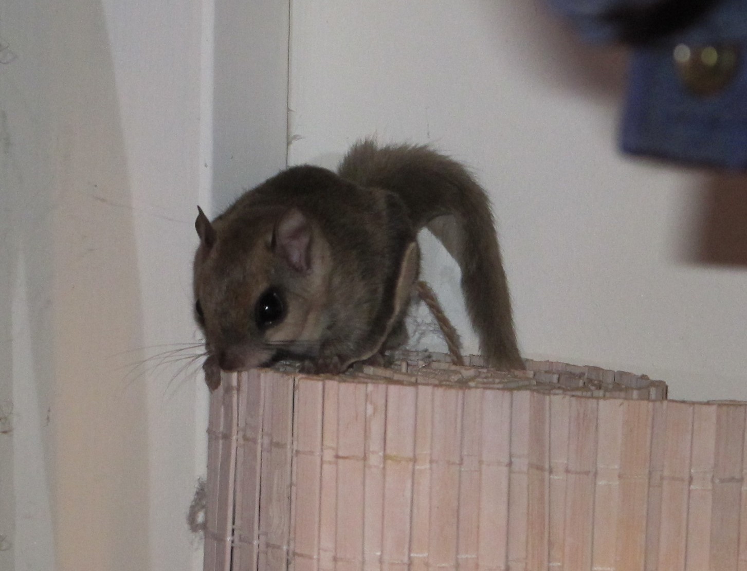 Летяга содержание. Сахарный поссум. Летяга содержание. Летяга содержание. Сахарный поссум.