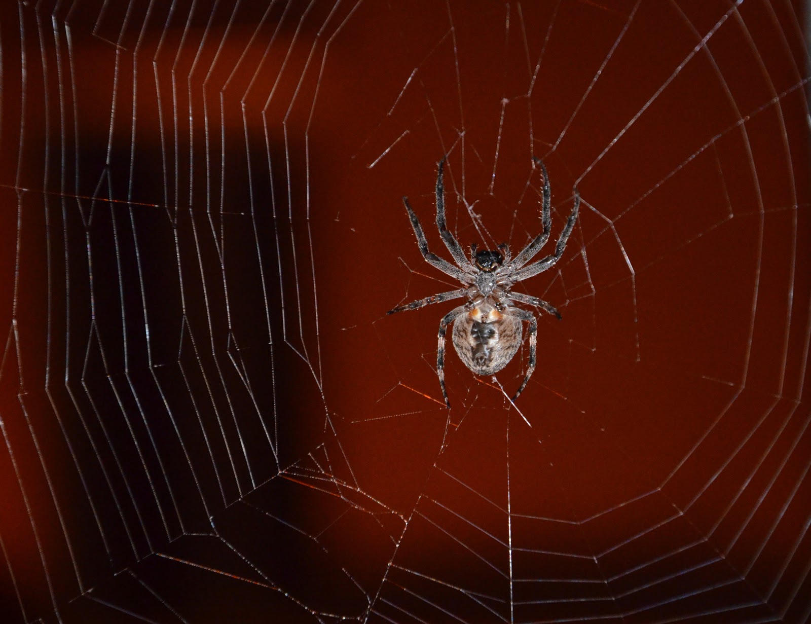 маленький черный паучок. паук маленький. паучок на полу. большие пауки в ванной. мизгирь паук в доме.