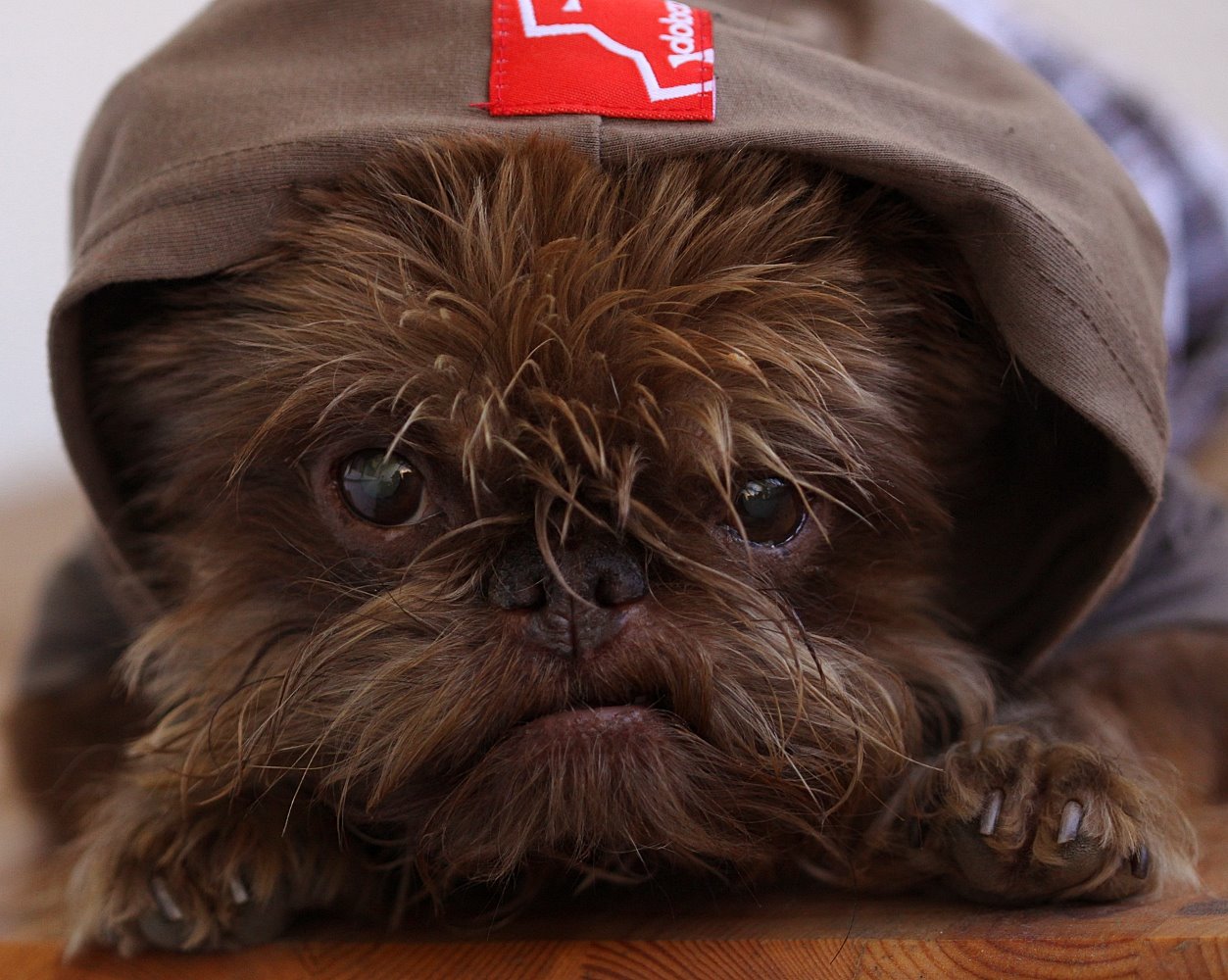 Hundezubehör für kleine und große Hunde fashion and lifestyle for