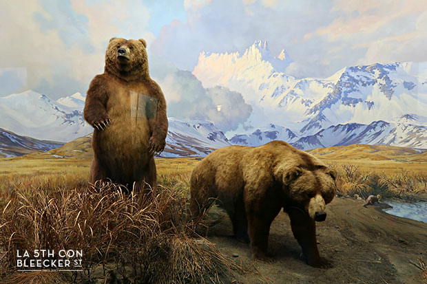 Museos en Nueva York historia natural Museos en Nueva York historia natural