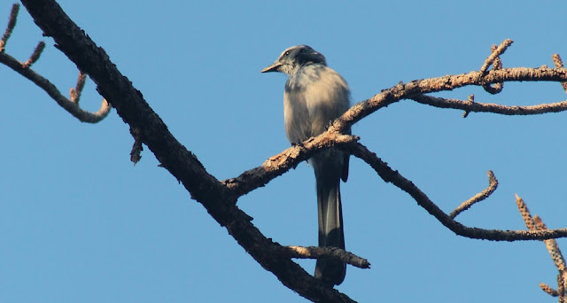 Scrub Jay Scrub Jay