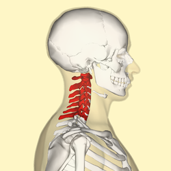 Gambar Tulang Leher, Struktur dan Fungsinya