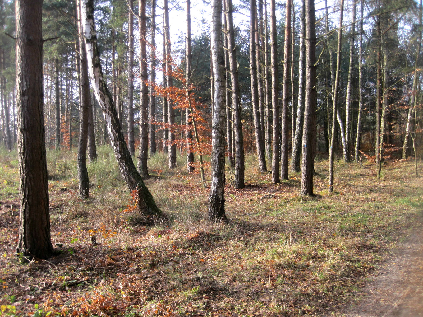 Jesienny spacer i wyniki o naborze do Mix Of Tests