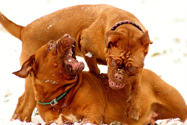 The ten most powerful dogs in the world The ten most powerful dogs in the world