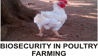 Biosecurity in poultry
