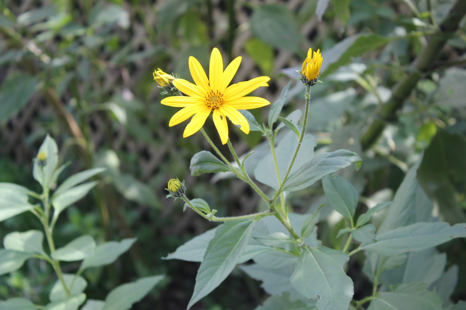 The Seasonal Garden Jerusalem Artichokes in Flower